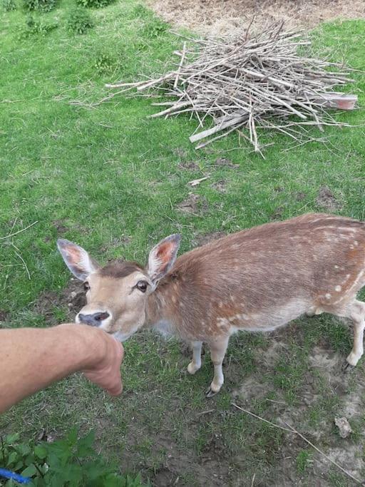 Dom Na Polanie Villa Brzeznica  Kültér fotó